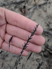 Corispermum villosum