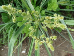 Cyperus ligularis