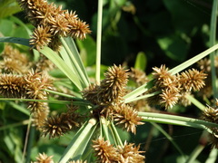 Cyperus ligularis