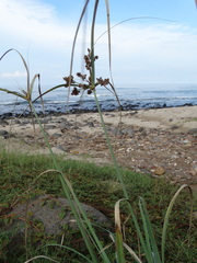 Cyperus ligularis