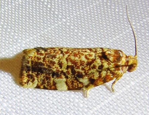 Fruit-tree Leafroller Moth photo 4