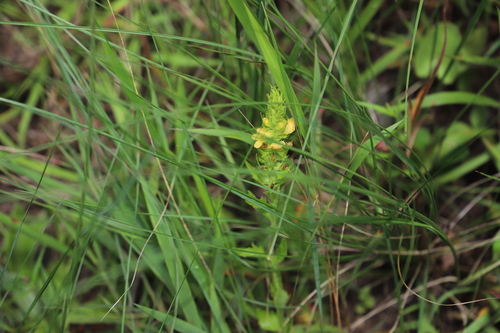 Image of Alectra sessiliflora by (c) Suvarna Parbhoo Mohan, some rights reserved (CC BY-SA)