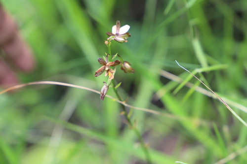 Image of Eulophia tenella by (c) Suvarna Parbhoo Mohan, some rights reserved (CC BY-SA)
