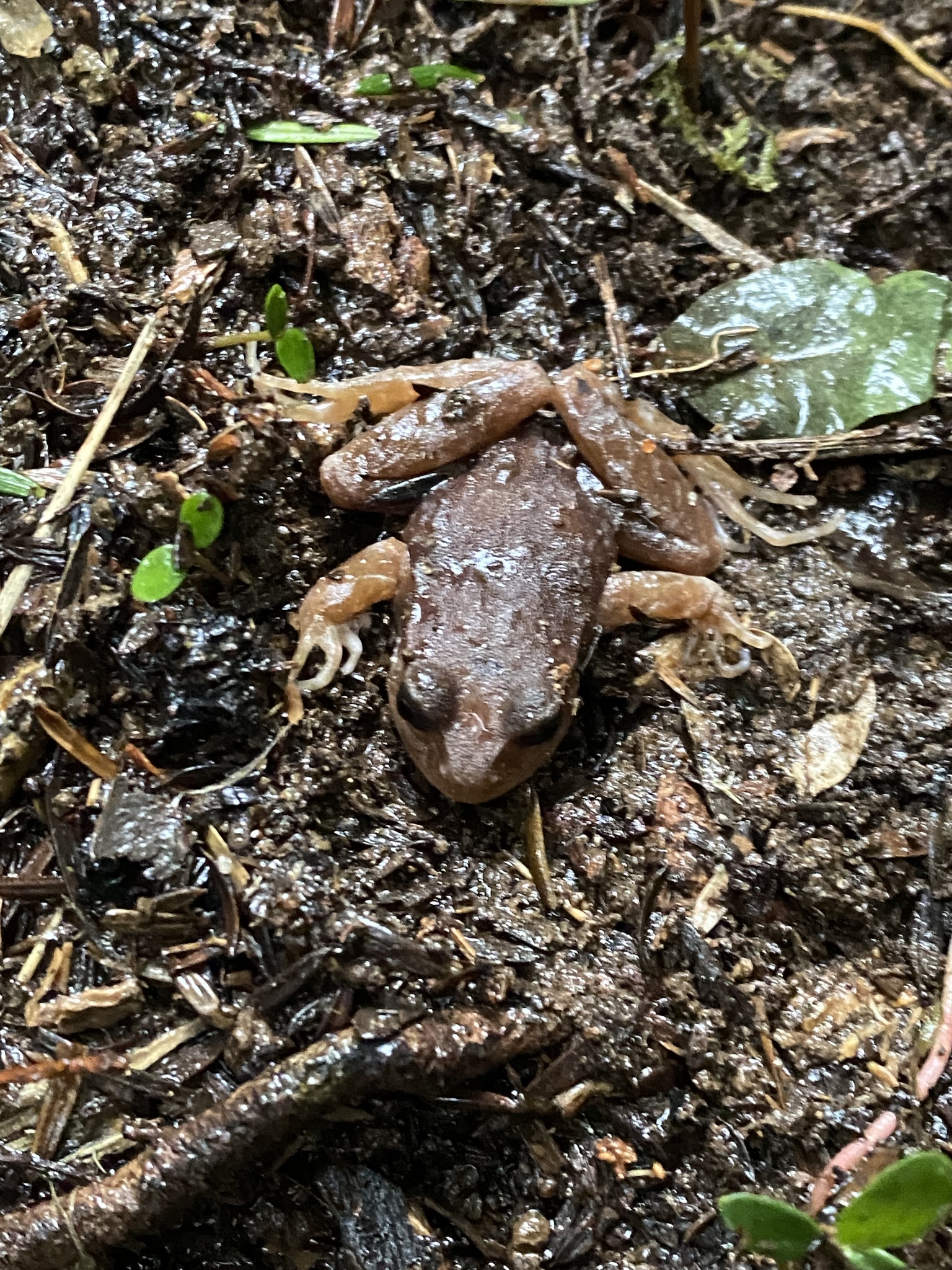 Eupsophus altor Nuñez, Rabanal & Formas, 2012