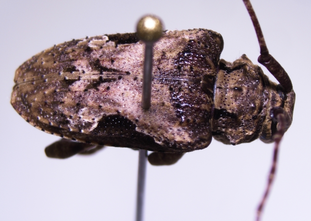Lagocheirus obsoletus