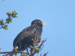 Turdus merula