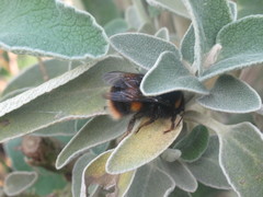 Bombus terrestris