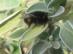 Bombus terrestris