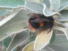 Bombus terrestris