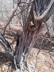 Cenostigma eriostachys