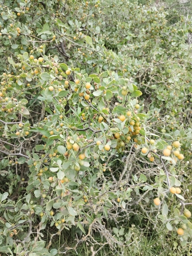 Image of Lycium boerhaviifolium by (c) Nicolas Olejnik, some rights reserved (CC BY)