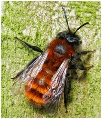 Tawny Mining Bee - Photo (c) sheriff_kelly, some rights reserved (CC BY-NC), uploaded by sheriff_kelly
