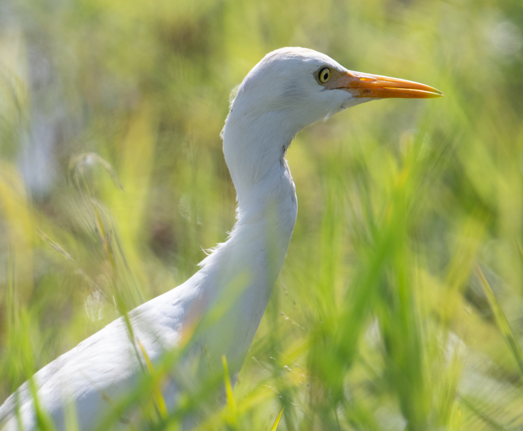 Cattle Egret From South Naples FL USA On December 3 2023 At 12 13 PM   Large 