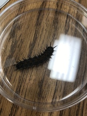 Lepidoptera