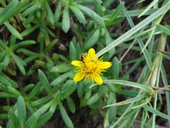 Pectis multiflosculosa