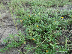 Pectis multiflosculosa