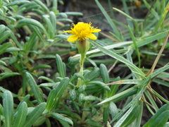 Pectis multiflosculosa