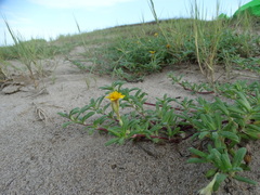 Pectis multiflosculosa