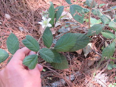 Rubus hondurensis