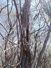 Cenostigma eriostachys