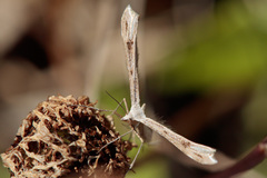 Platyptilia