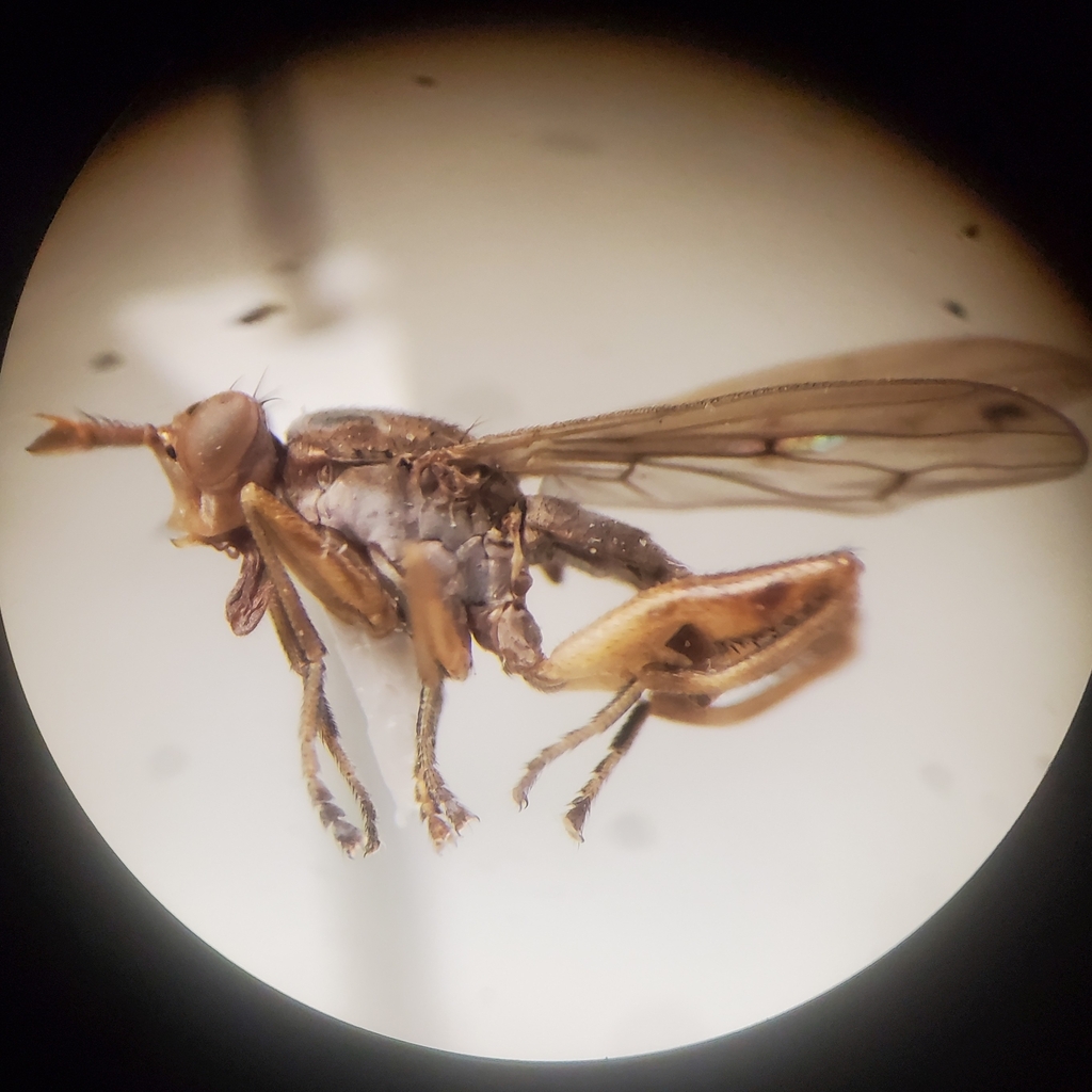 Sepedon armipes
