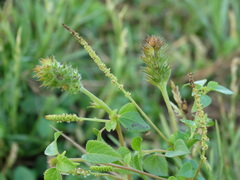 Acalypha microphylla