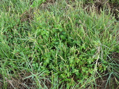 Acalypha microphylla