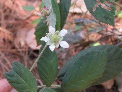 Rubus hondurensis