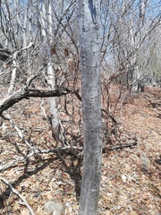 Cnidoscolus megacanthus