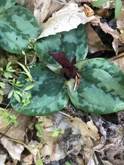 Trillium decumbens