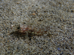 Gobius roulei