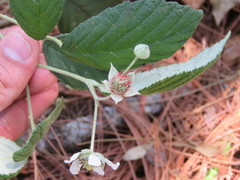 Rubus hondurensis