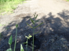 Urochloa reptans