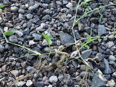 Urochloa reptans
