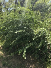 Ligustrum quihoui