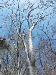 Cnidoscolus megacanthus