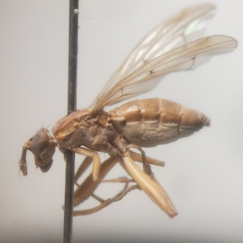 Sepedon americana