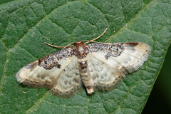 Idaea mustelata