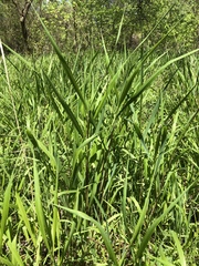 Poaceae