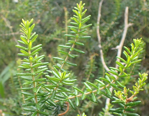 Image of Common Glandular Heath (Erica glandulosa) by (c) Nicola van Berkel, some rights reserved (CC BY-SA)