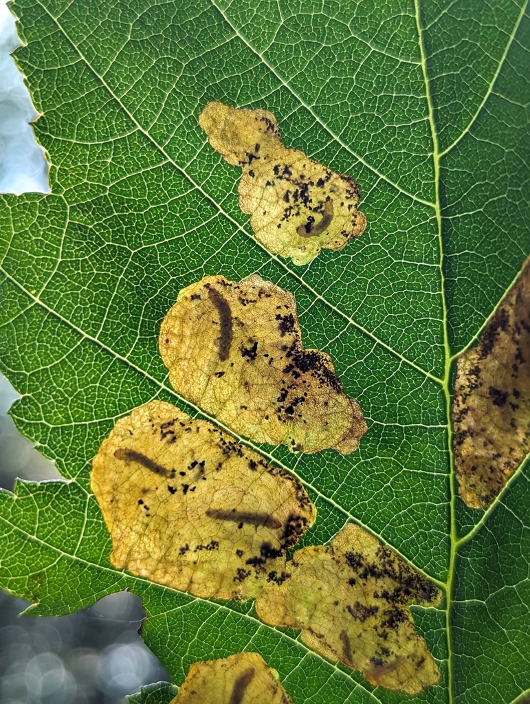European alder leafminer