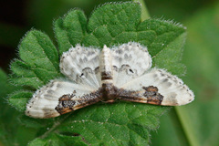 Idaea mustelata