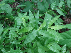 Oplismenus compositus