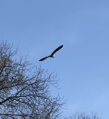 Ardea herodias