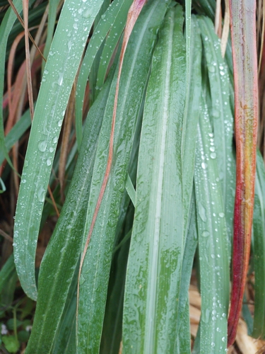 Citronnelle 4