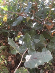 Hyperbaena ilicifolia