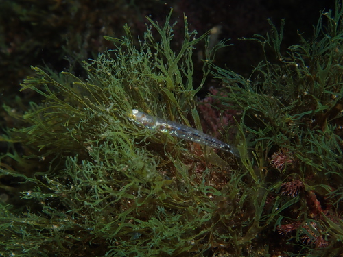Pseudaphya ferreri