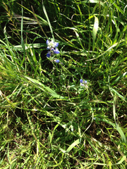 Lupinus nanus