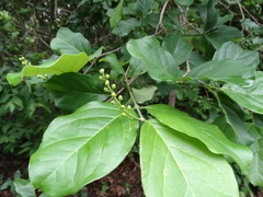 Bunchosia biocellata